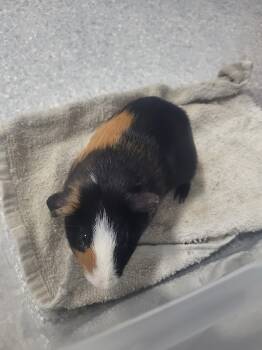 Rescue Guinea Pig Guinea Pigs for Adoption in Crystal Lake, Illinois - Casserole | PetCurious